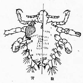耻阴虱成虫