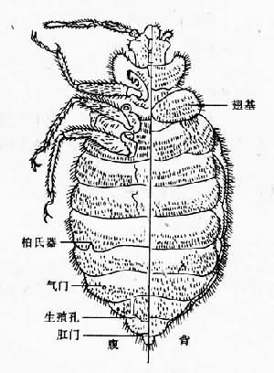 臭虫成虫（示背腹面）