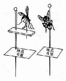有翅昆虫针插法