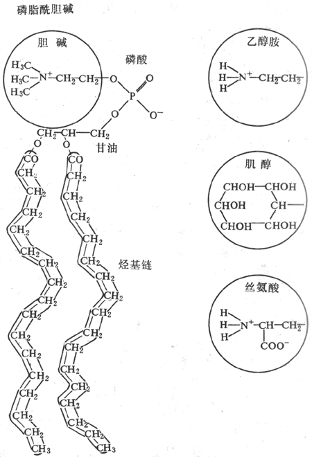 磷脂的分子组成