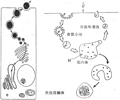 分泌物的出胞过程