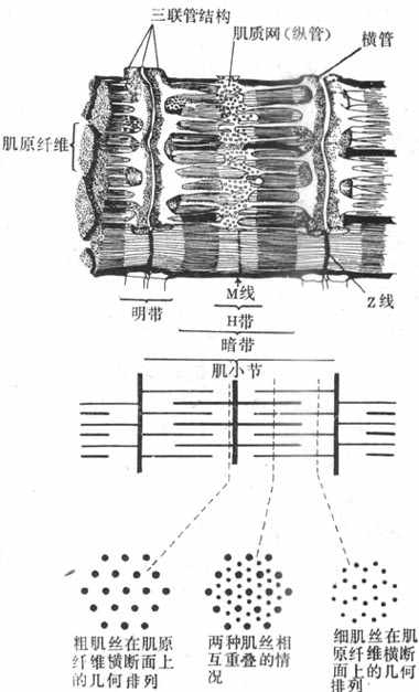 骨骼肌细胞的肌原纤维和肌管系统