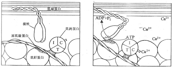 Ca2+通过和肌钙蛋白的结合，诱发横桥和肌纤蛋白之间的相互作用