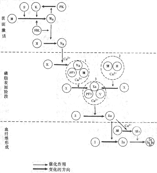 血液凝固过程示意图