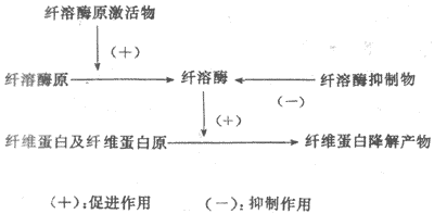 纤维蛋白溶解系统