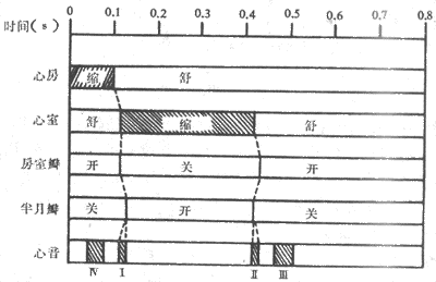 心动周期中心房和心室活动的顺序和时间关系