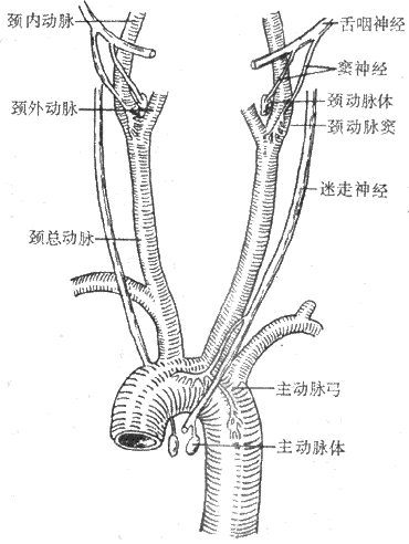 颈动脉窦区与主动脉弓区的压力感受器与化学感受器