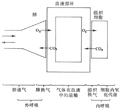 呼吸全过程示意图