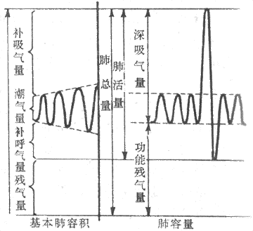 基本肺容积和肺容量图解