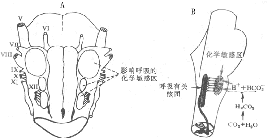 中枢化学感受器