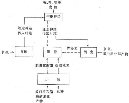 胰液分泌的神经体液调节