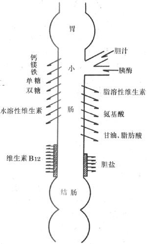 各种主要营养物质在小肠的吸收部位