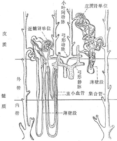 肾单位和肾血管的示意图