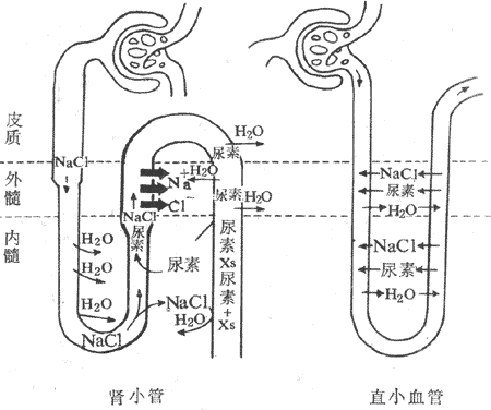 尿浓缩机制示意图