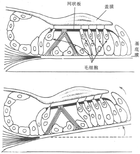 基底膜和盖膜振动时毛细胞顶部听毛受力情况