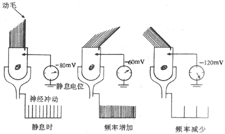 前庭器官中毛细胞顶部纤毛受力情况影响 细胞静息电位和神经纤维冲动发放频率的实验示意图