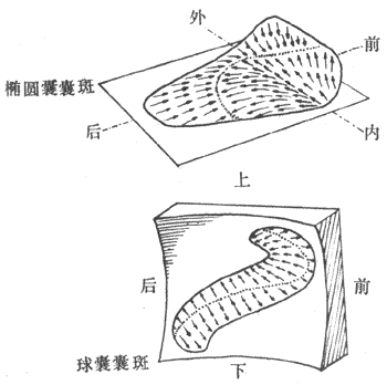 椭圆囊和球囊中囊斑的位置以及毛细胞顶部纤毛的排列方向