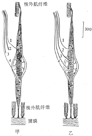 两类梭内肌纤维示意图