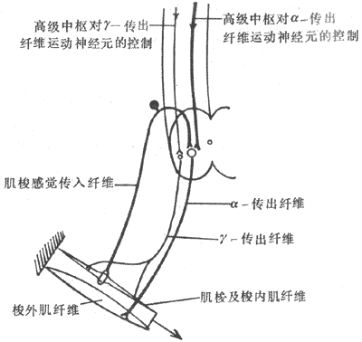 高级中枢对骨骼肌运动控制的模式图