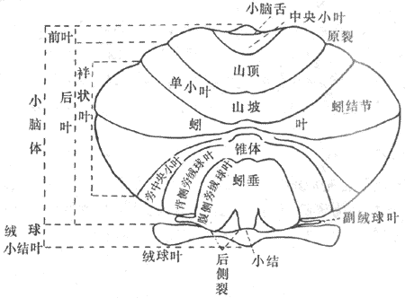 灵长类动物小脑分叶平展示意图