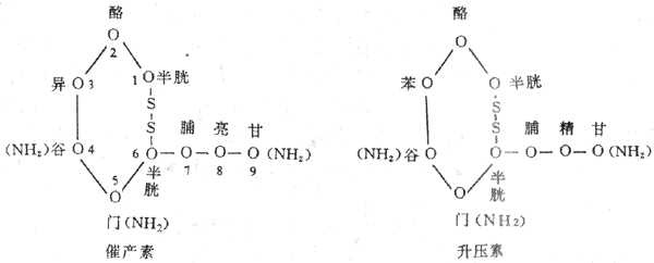 催产素与升压素的化学结构