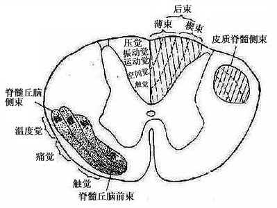 脊髓感觉纤维的排列