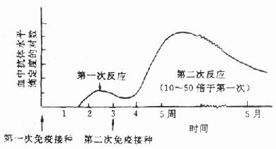  抗体反应