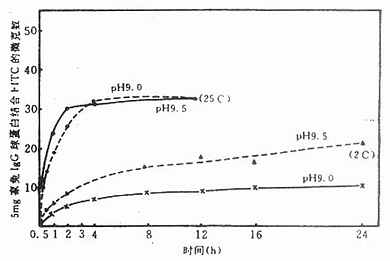  FITC与家兔IgG球蛋白在25℃和2℃时结合的动力学（Kawamura 1964）