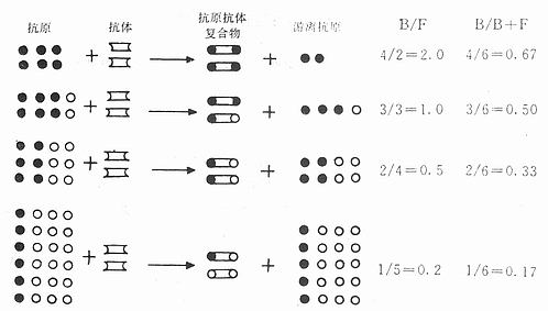 放射免疫分析原理示意图 