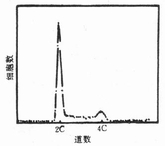 细胞周期的DNA直方图 