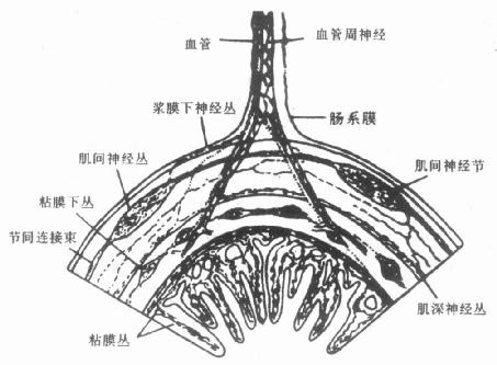 肠道神经丛分布模式图