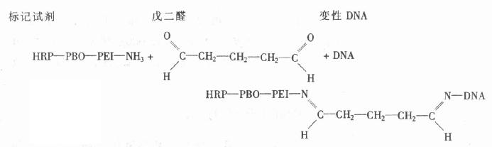  辣根过氧化物酶标记核酸探针法