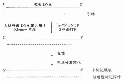 DNA聚合酶i Klenow片段标记合成寡核苷酸探针 