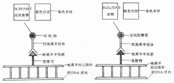 地高辛标记的探针检测酶联免疫反应 