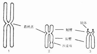  正常人体细胞的三种染色体