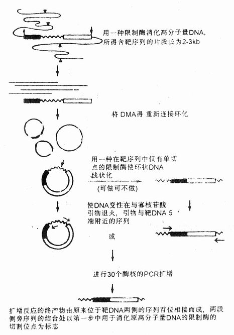 反向PCR原理示意图 