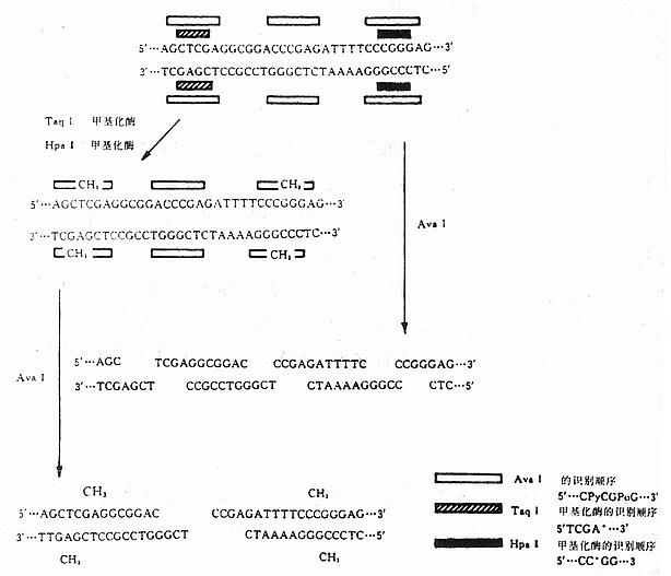  几种限制性内切酶和甲基化的碱基