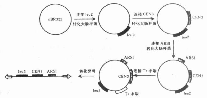  构建酵母人工微小染色体的步骤