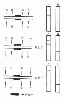  分子印迹杂交法则　RFLPs的示意图