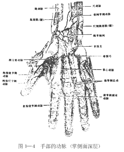 手部的动脉（掌侧面深层）