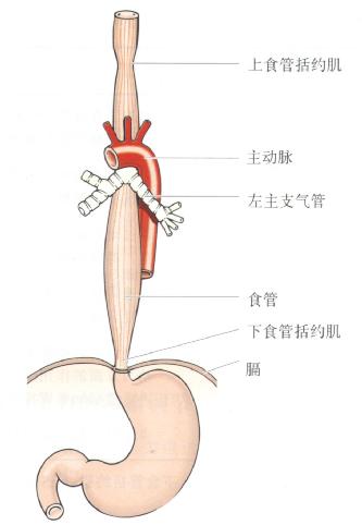 食管