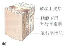 食管壁结构平滑肌层的远段结构