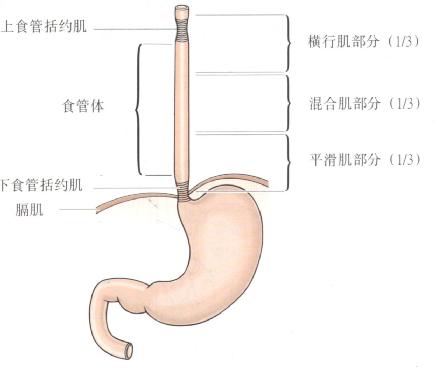 食管体部横纹肌和平滑肌分布图解