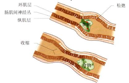 小肠的一个蠕动收缩将内容物向远端推进