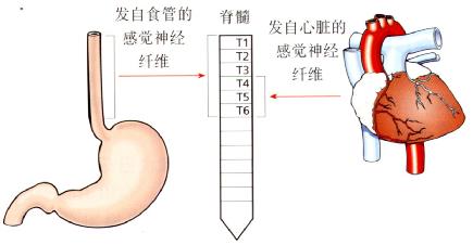 食管和心脏的感觉神经输入