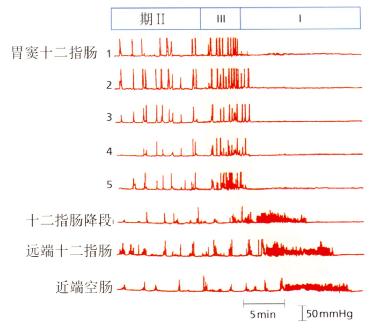 正常空腹期活动