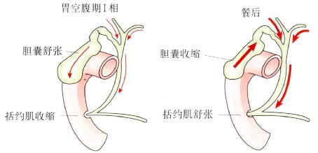 空腹期和餐后胆管内的胆汁流向。