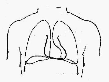 心脏边界与肺脏重叠关系示意图