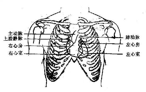 心脏各部在胸壁的投射
