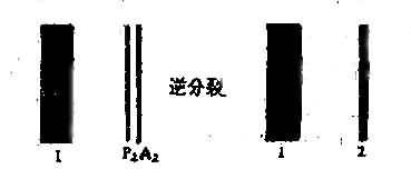 第二心音分裂示意图